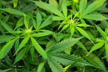 Esrar çiçeklenme başında. Yasal esrar ekimi içinde belgili tanımlık ev. Kapı kenevir büyümeye. Yaprakların yeşil arka plan. Cbd. genç esrar bitki ile tıbbi indica.