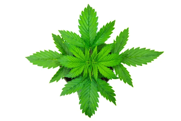 Cannabis på en vit bakgrund. Vacker bakgrund. Ovanifrån. Inomhus odling. Cannabisplantan växer. vegetationsperioden. Marijuana blad. — Stockfoto