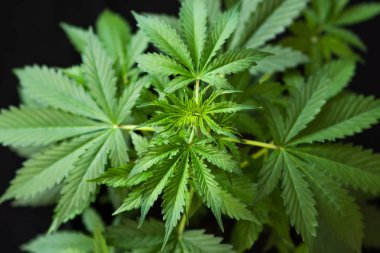 Kenevir Cbd siyah arka plan, esrar bitki bitkiler, marihuana yaprağı, yeşil arka plan, ekimi esrar, büyüyen esrar indica,