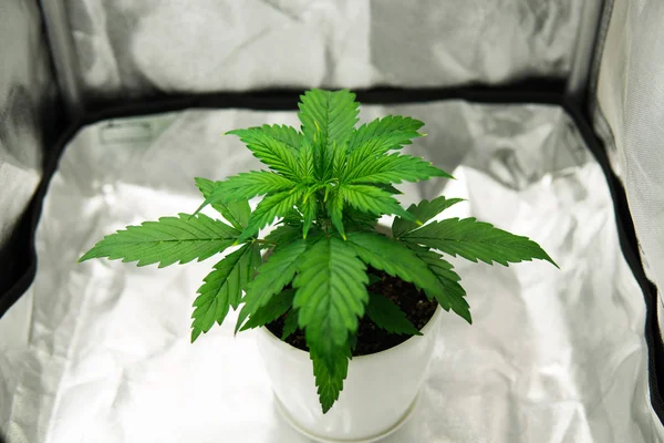 Vegetation of Cannabis Growing. cultivation growing under led light. Cannabis Plant Growing. Close up. Marijuana in grow box  tent . Growing marijuana at home Indoor.
