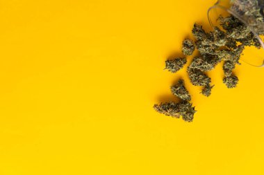 Taze esrar. Kenevir yasallaştırılması. Kopya alanı için arka plan. CBD ve Thc esrar tomurcukları üzerinde. Esrar tomurcukları Sarı zemin üzerine. Üstten Görünüm.