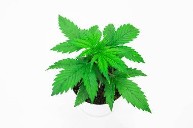 Esrar bırakır. Yakın çekim. Kapalı ekimi. Bitki örtüsü dönemi. Büyüyen esrar bitki. Güzel arka plan. Beyaz bir arka plan üzerinde esrar izole.