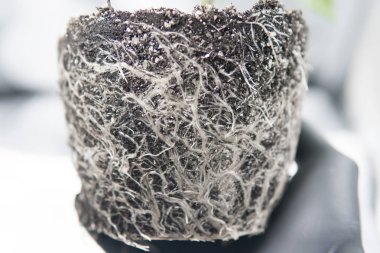 Profesyonel esrar ekimi büyümek. Kökleri. Üretici, elinde güzel esrar bitki kökleri. Esrar, CBD. Esrar ekimi. Makro sağlıklı esrar kökleri.