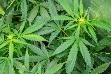 Genç esrar bitki. Yasal esrar ekimi içinde belgili tanımlık ev. Tıbbi indica Cbd. esrar çiçeklenme başında. Kapı kenevir büyümeye. Yaprakların yeşil arka plan.