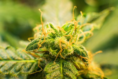 Makro çekim esrar bud. Yeşil renkli çiçek. Genç esrar bitki. Thc ve Cbd. tıbbi indica Cbd ile ile trichomes esrar çiçek.