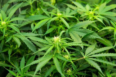 Genç esrar bitki. Kapı kenevir büyümeye. Yasal esrar ekimi içinde belgili tanımlık ev. Tıbbi indica yaprakların Cbd. yeşil arka plan ile. Esrar çiçeklenme başında.