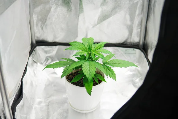 Growing marijuana at home Indoor. Vegetation of Cannabis Growing. Cultivation growing under led light.