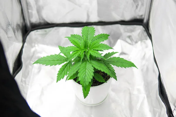 Vegetation of Cannabis Growing. Marijuana in grow box tent.Top view. Cannabis Plant Growing.