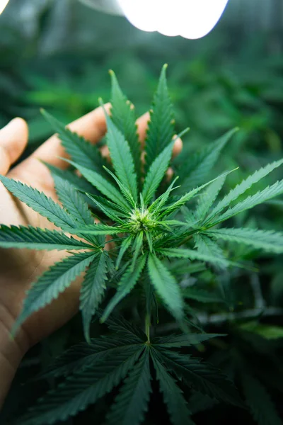 大麻叶大麻叶带有紫色粉红色彩的黑色背景紫光下的大叶大麻植物医用大麻对农业大麻菌株的新视角 图库照片 C Tsarevatsareva