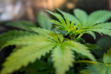 bitki örtüsü esrar bitkileri, kenevir büyüyen indica esrar, esrar ekimi, yeşil renkli, esrar, Cbd bırakır