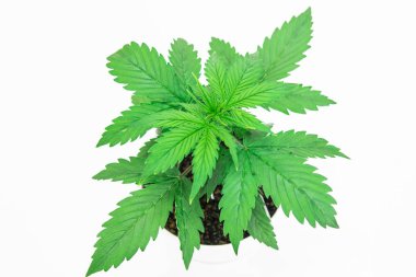 Esrar bırakır. Yakın çekim. Kapalı ekimi. Bitki örtüsü dönemi. Beyaz bir arka plan üzerinde esrar yalıtmak. Büyüyen esrar bitki. Güzel arka plan.