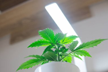 Bitki örtüsü dönemi. Evde büyüyen esrar. Büyüyen esrar bitki. Esrar bırakır. Yakın çekim. Yapay ışık altında büyüyen kapalı ekimi kavramı.