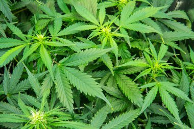 Yasal esrar ekimi içinde belgili tanımlık ev. Yaprakların yeşil arka plan. Esrar çiçeklenme başında. Tıbbi indica Cbd. genç esrar bitki ile. Kapı kenevir büyümeye.