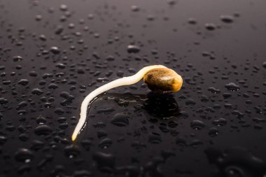 Makro fotoğraf ekimi tohumları. Siyah bir arka plan üzerinde kök. Kenevir tohumu filizlenme. Kenevir tohumu. Germinated esrar tohumu. yakın çekim makro. 