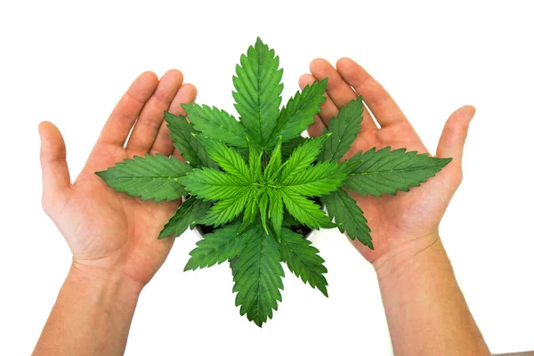 Cannabis sobre fundo branco. Cultivo interno. As mãos do homem em Cannabis Plant Growing. Período vegetativo. Folhas de marijuana. Vista superior. Fundo bonito . — Fotografia de Stock