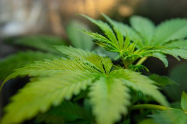 marihuana yaprağı, yeşil arka plan, bitki örtüsü esrar bitkileri, Cbd kenevir, artan indica esrar, esrar ekimi