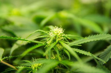 Çiçeklenmenin başlangıcında kenevir. Evde yasal marihuana yetiştiriciliği. Kapıda kenevir yetişiyor. CBD 'li tıbbi indica. Yaprakların yeşil arka planı. Genç kenevir bitkisi.