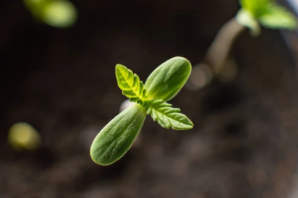 Uma pequena planta de mudas de cannabis. cultivo em uma maconha indoor, O estágio de vegetação cânhamo. Mudas no chão ao sol , — Fotografia de Stock