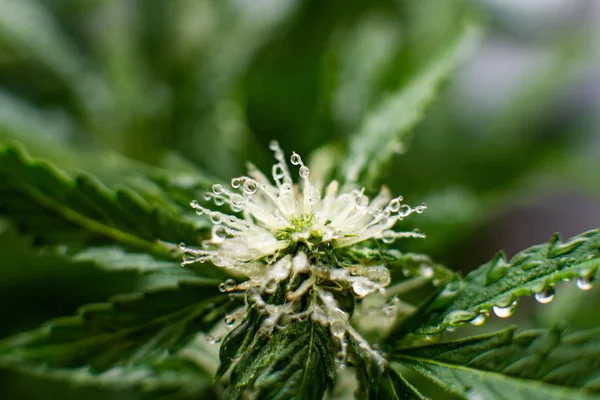 Grow weed indoor. Beautiful flower a cannabis. flower macro shot of a marijuana. Beginning of the flowering period hemp. — Stock Photo, Image