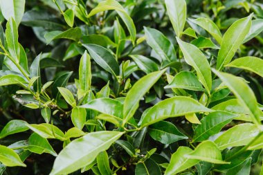 Çay plantasyon içinde ışınları günbatımı, closeup görünümü güzel genç üst taze parlak yeşil çay yaprakları.