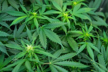 Yasal esrar ekimi içinde belgili tanımlık ev. Tıbbi indica Cbd. esrar çiçeklenme başında. Yaprakların yeşil arka plan. Genç esrar bitki. Kapı kenevir büyümeye.