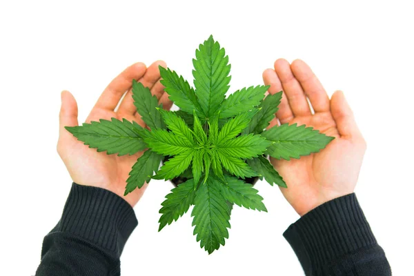 Cannabis sobre fundo branco. Cultivo interno. As mãos do homem em Cannabis Plant Growing. Belo fundo. Período vegetativo. Folhas de marijuana. Vista superior . — Fotografia de Stock