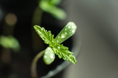 Küçük bir bitki esrar fidan. kapalı bir esrar ekimi. Üstten Görünüm. Bitki örtüsü kenevir aşaması. Güneş toprağa fide,