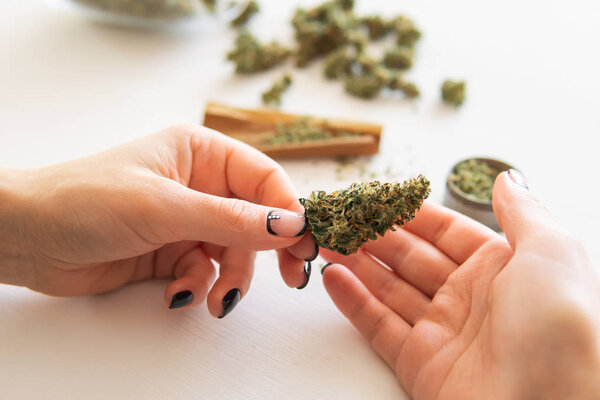 Close up of marijuana blunt with grinder. Woman rolling a cannabis blunt on white background. marijuana use concept. Woman preparing and rolling marijuana cannabis joint.