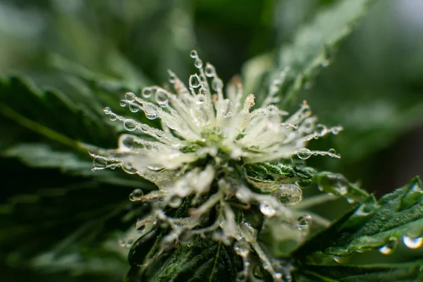 Beautiful flower a cannabis. flower macro shot of a marijuana. Beginning of the flowering period hemp. Grow weed indoor. — Stock Photo, Image