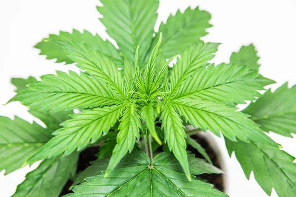 Marijuana bladen. Inomhus odling. Närbild. Cannabis på en vit bakgrund isolera. Vegetationsperioden. Cannabisplantan växer. Vacker bakgrund. — Stockfoto