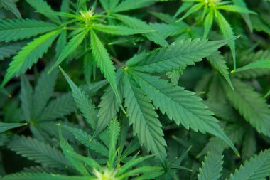 Tıbbi indica Cbd. yasal esrar ekimi içinde belgili tanımlık ev ile. Esrar çiçeklenme başında. Kapı kenevir büyümeye. Yaprakların yeşil arka plan. Genç esrar bitki.