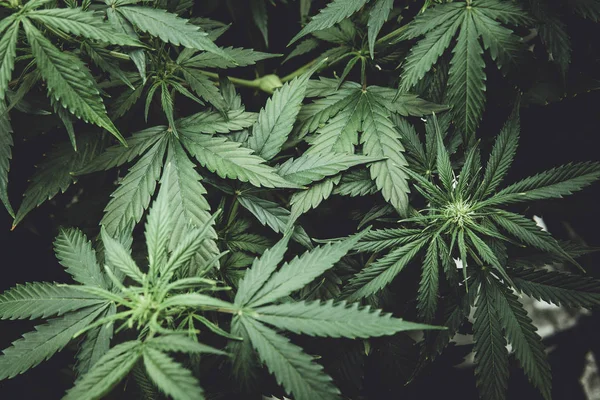 Noordelijke lichte stam. Juridische marihuanacultuur in het huis. Medicinale indica met Cbd. Green achtergrond van bladeren. Groeien in deur hennep. Cannabis aan het begin van de bloei. Moody kleur — Stockfoto