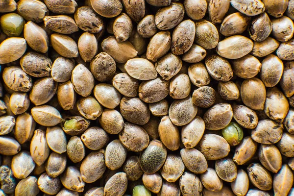 Widok z góry. Nasiona konopi tło w makro. Detal makro nasion marihuany. Wiele nasion konopi indyjskich. Nasiona konopi. — Zdjęcie stockowe