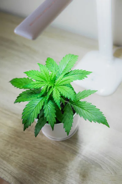 Indoor cultivation concept of growing under artificial light. Cannabis Plant Growing. Vertical insta story. Marijuana leaves. Close up. Vegetation period. Growing marijuana at home.