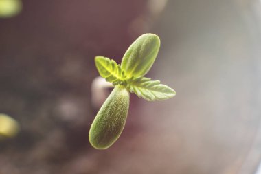Küçük bir bitki esrar fidan. Bitki örtüsü kenevir aşaması. kapalı bir esrar, güneşin, yerdeki fide yetiştirme renk tonlama