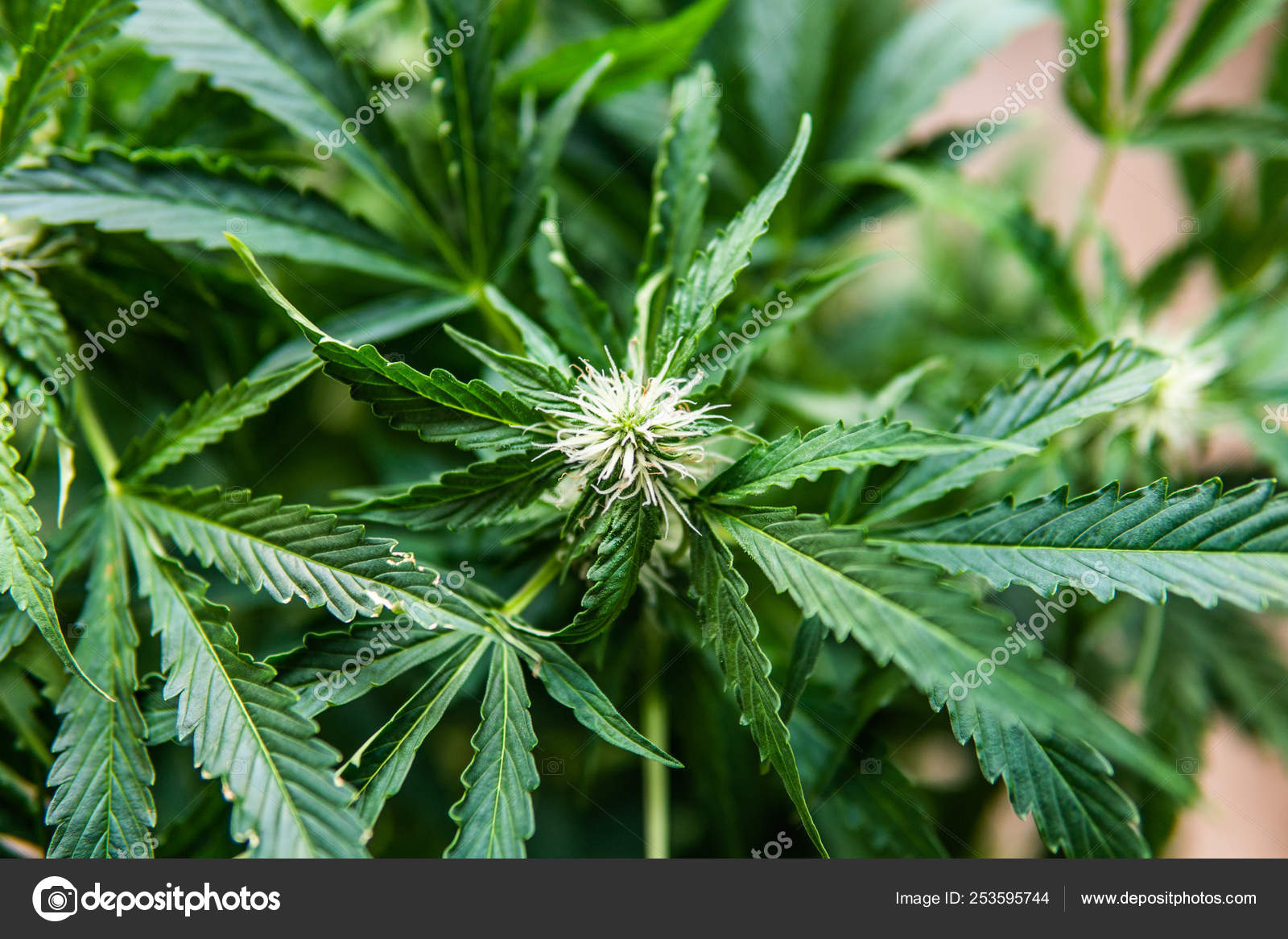 すべての美しい花の画像 ベスト50 大麻草 花 写真 すべての美しい花の画像 ベスト50 大麻草 花 写真