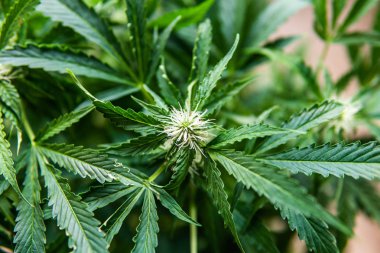 Güzel çiçek bir esrar. kadar bir esrar çiçek makro çekim kapatın. Çiçeklenme dönemi kenevir başlangıcı. Ot kapalı büyümek.