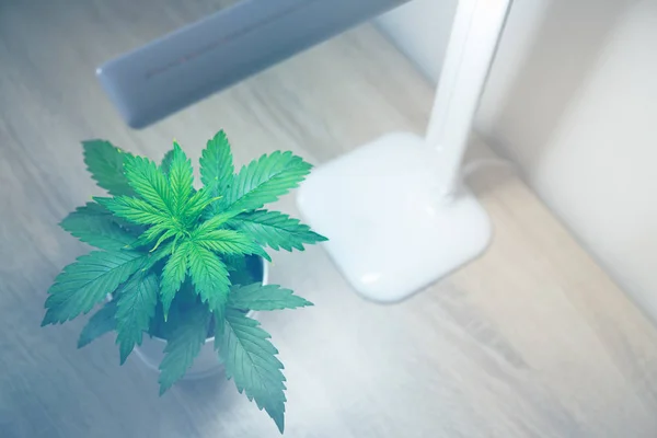 Indoor cultivation concept of growing under artificial light. Marijuana leaves. Cannabis on on the table. Cannabis Plant Growing. Vegetation period. Growing marijuana at home. Close up.
