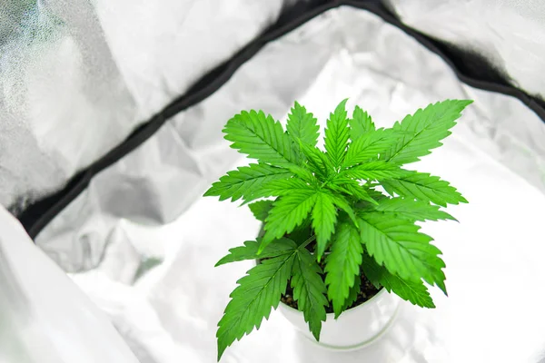 Growing marijuana at home Indoor. Cultivation growing under led light. Vegetation of Cannabis Growing. Top view. Marijuana in grow box tent.