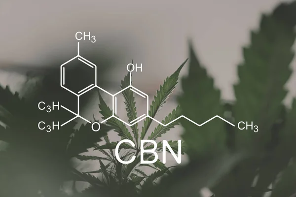 CBN formel, cannabinoid. despancery verksamhet. cannabinoider och hälsa, medicinsk marijuana, Cbd och Thc element i Cannabis, växande Marijuana, hampaindustrin, — Stockfoto