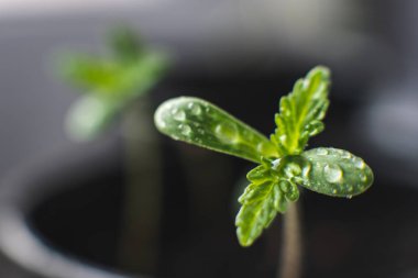 Küçük bir bitki esrar fidan. kapalı bir esrar ekimi. Üstten Görünüm. Fide güneşin bitki örtüsü kenevir aşaması toprağa.