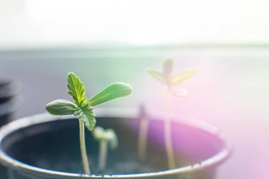 Küçük bir bitki esrar fidan. Makro. kapalı bir esrar ekimi. Fide güneşin bitki örtüsü kenevir aşaması toprağa.