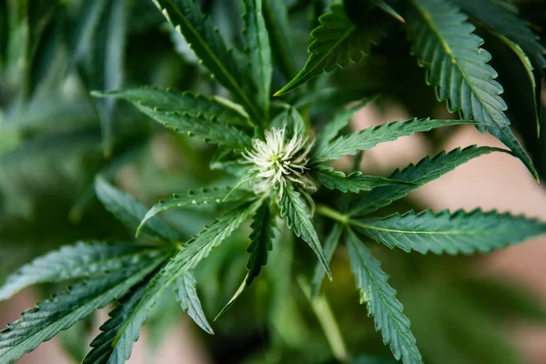 マクロ花大麻 マリファナ 男コンセプトの手でハーブの美しいシート ストック写真 C Cendeced マクロ花大麻 マリファナ 男コンセプトの手でハーブの美しいシート ストック写真 C Cendeced