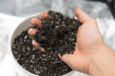 Esrar esrar büyüyen için toprak ile. Doore tıbbi esrar kapalı büyüyen kavramı. Dünya, perlit ve vermikülit karışımı. Esrar için yüzey kapatmak.