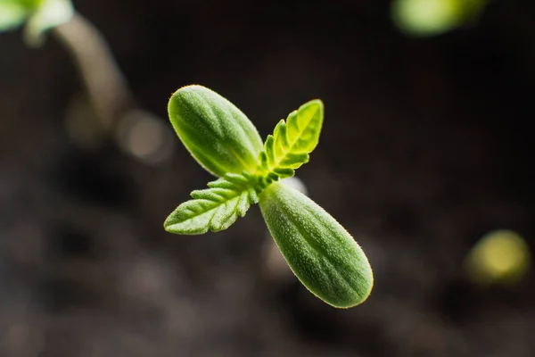 Une petite plante de plants de cannabis. Semis dans le sol au soleil, culture dans une marijuana intérieure, Le stade de la végétation de chanvre. Vue du dessus  . — Photo