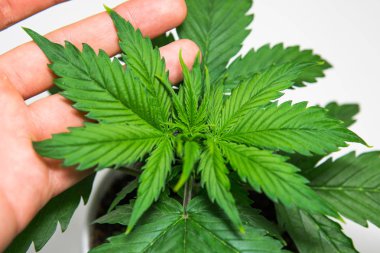 Esrar bırakır. Yakın çekim. Beyaz bir arka plan üzerinde esrar yalıtmak. Bitki örtüsü dönemi. Büyüyen esrar bitki. Kapalı ekimi. Güzel arka plan.