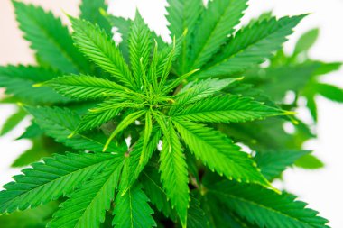 Esrar iş. Kapalı büyüyen kenevir çiçek. Esrar dikim. Makro vurdu. Esrar operasyonu büyümek. Ana sayfa eğlence yasal esrar büyümek.