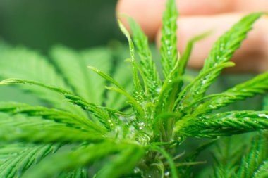 Kuzey Işık zorlanma. Makro fotoğrafçılık. Esrar çiçek. Esrar bırakır. Eğlence yasal esrar.