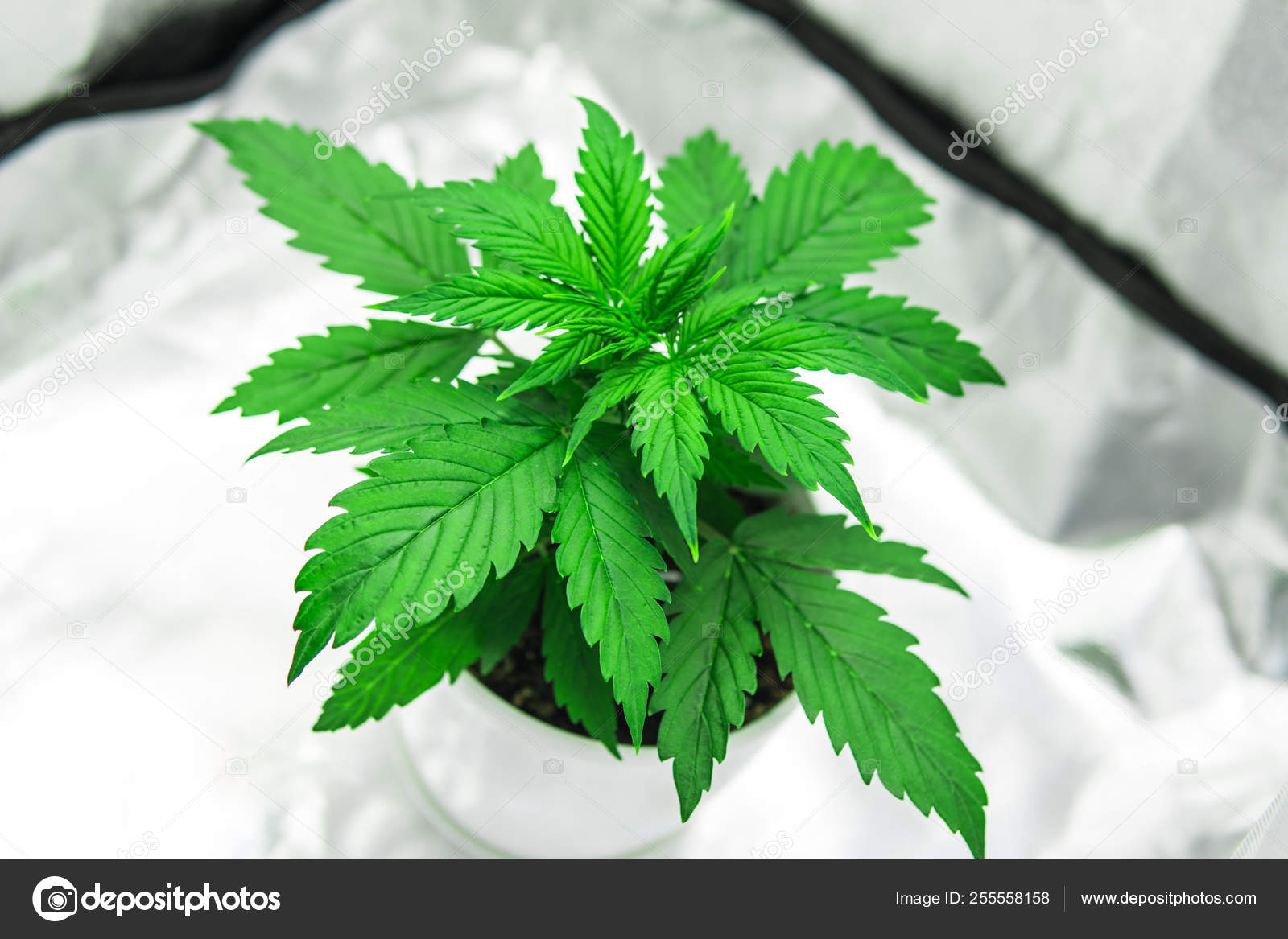 Скачать выращивание марихуаны настраиваем tor browser hydra2web