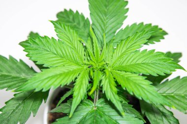 Kenevir bitki yetiştirme. Beyaz bir arka planda esrar izole. Bitki örtüsü dönemi. İç mekan ekimi. Kapat şunu. Güzel bir arka plan. Esrar yaprakları.